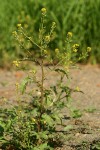 American Winter Cress