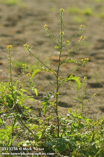 American Winter Cress