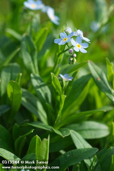 Marsh Forget-me-not