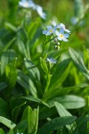 Marsh Forget-me-not