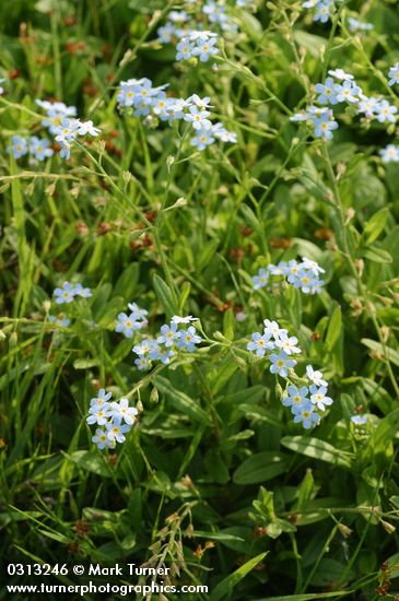 Marsh Forget-me-not