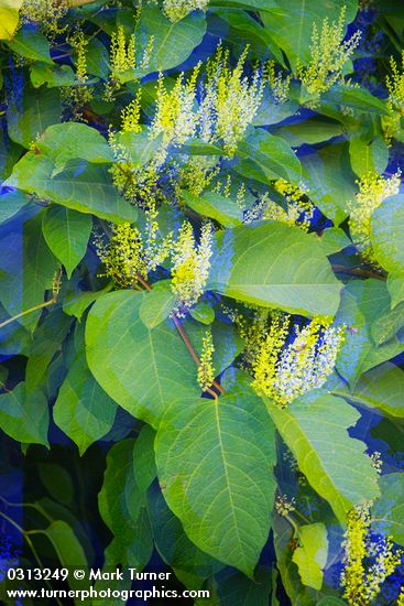 Japanese Knotweed blossoms & foliage
