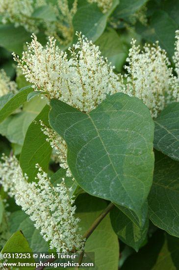 Japanese Knotweed blossoms & foliage detail