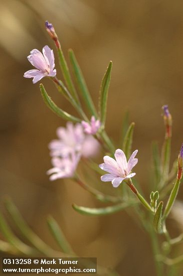 Tall Annual Willowherb blossoms detail
