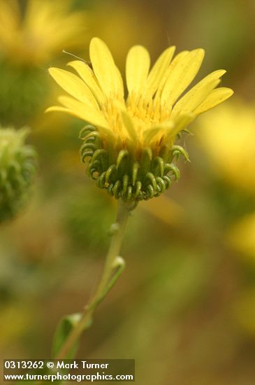 Low Gumweed blossom detail