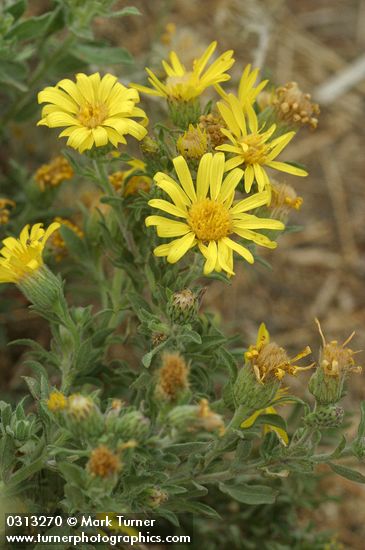 Hairy Goldaster blossoms & foliage