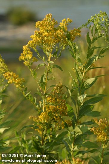 Late Goldenrod blossoms & foliage