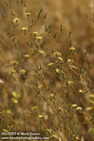 Prickly Lettuce