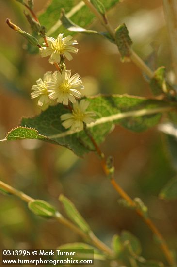 Prickly Lettuce blossoms & foliage, backlit