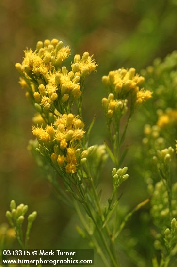Western Goldenrod blossoms detail