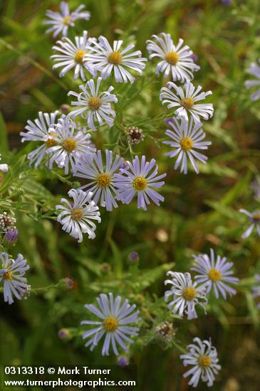 Western Aster blossoms