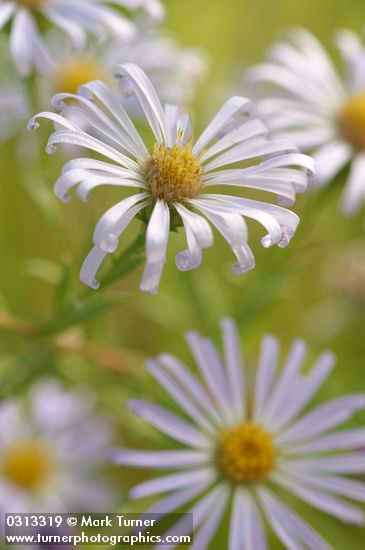 Western Aster blossom extreme detail