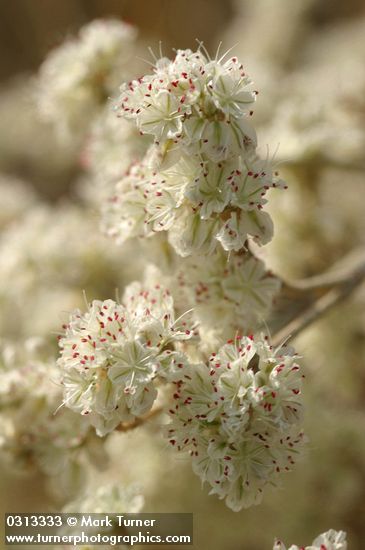 Blue Mountain Buckwheat blossoms detail