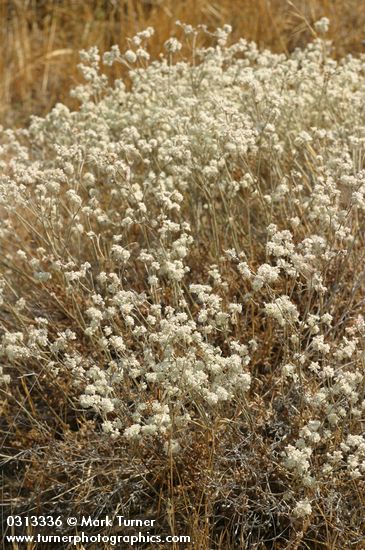 Blue Mountain Buckwheat