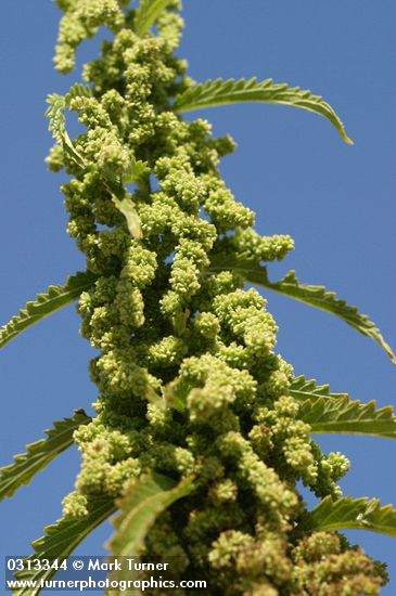 Hoary Nettle blossoms & foliage detail against blue sky