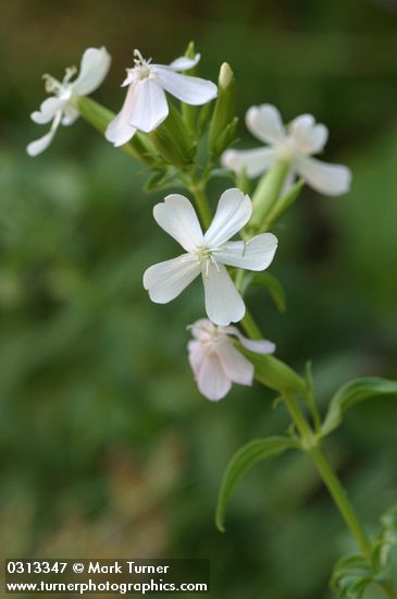 Soapwort blossoms