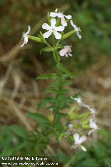 Soapwort