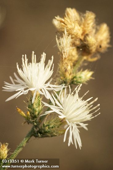 Diffuse Knapweed blossoms