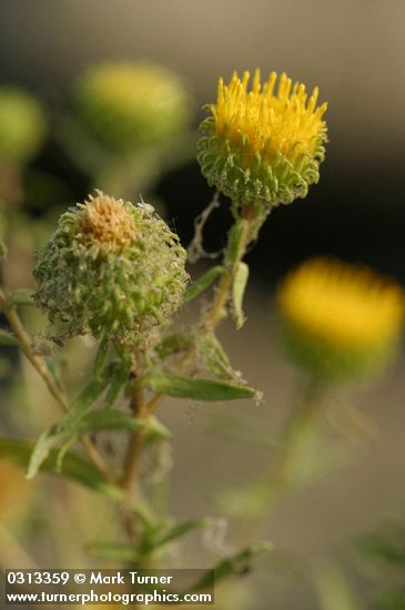Columbia River Gumweed blossom detail