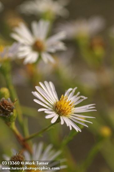 Douglas' Aster blossom detail