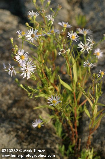 Douglas' Aster