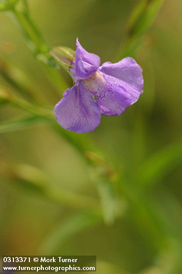 Allegheny Monkeyflower blossom detail