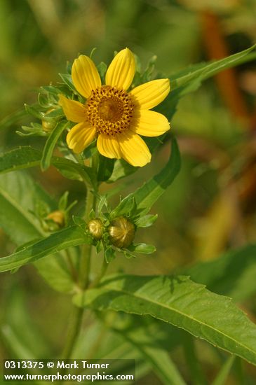 Bur Marigold blossom & foliage detail