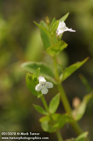 Common False Pimpernel