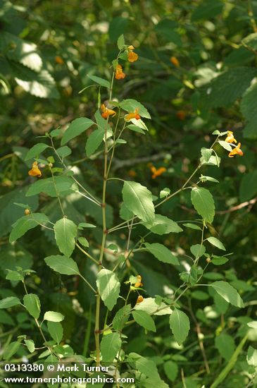 Cape Jewelweed (Orange Balsam)