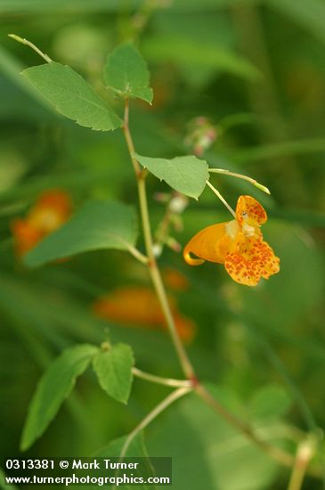 Cape Jewelweed (Orange Balsam) blossom & foliage detail