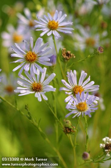 Douglas' Aster blossoms detail
