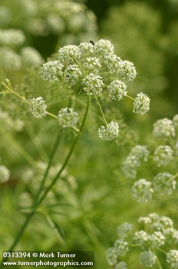 Western Water-hemlock blossoms detail