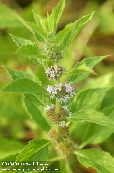 Field Mint blossoms & foliage detail