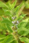 Field Mint blossoms & foliage detail