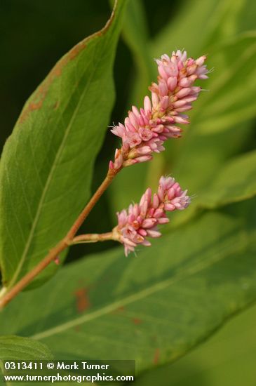Pink Knotweed blossoms & foliage detail