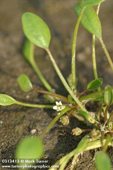 Mudwort  blossom & foliage detail