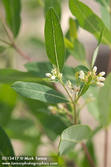 Hemp Dogbane blossoms & foliage detail