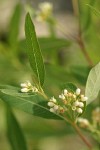 Hemp Dogbane blossoms & foliage detail