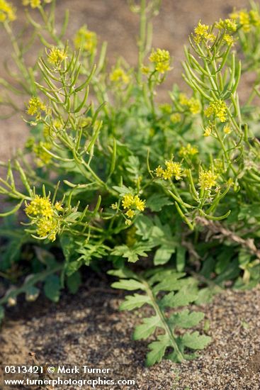 Western Yellow Cress