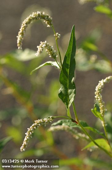 Willow Smartweed blossoms & foliage detail