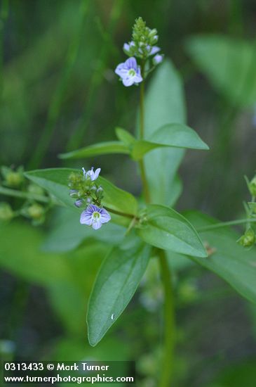 Water Speedwell blossoms & foliage
