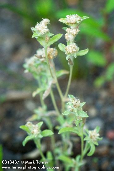 Marsh Cudweed