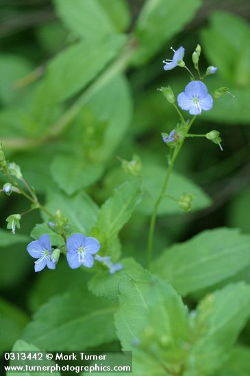 American Speedwell blossoms & foliage detail