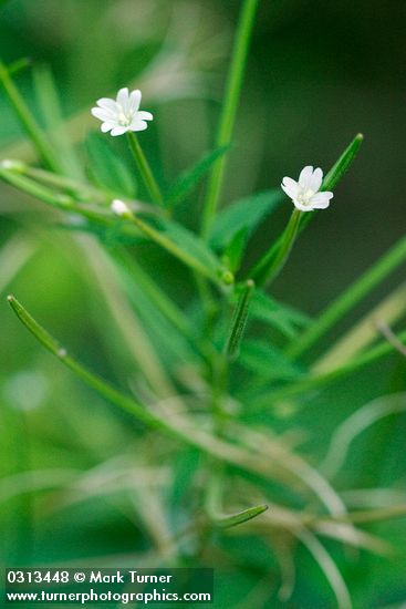 Fringed Willowherb blossom detail