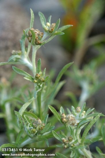 Lowland Cudweed