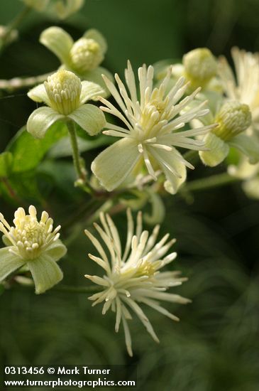 Traveler's Joy Clematis blossoms extreme detail