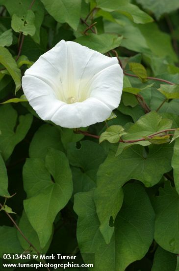 Hedge Bindweed blossom & foliage detail