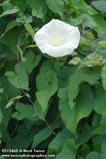 Hedge Bindweed blossom & foliage