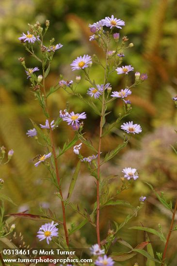 Pacific Aster