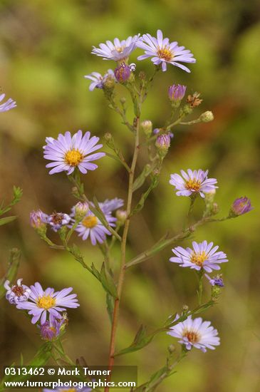 Pacific Aster blossoms detail